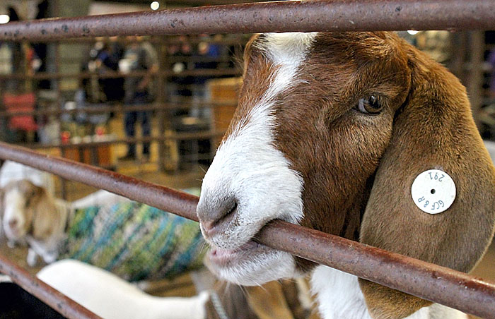 Galveston County Fair and Rodeo